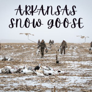 Arkansas Snow Goose Hunt