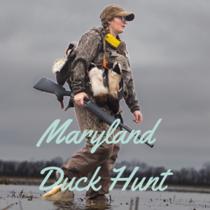 Maryland duck and upland combo hunt